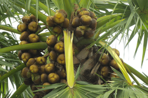 Fresh Ice Apple on Palm Tree